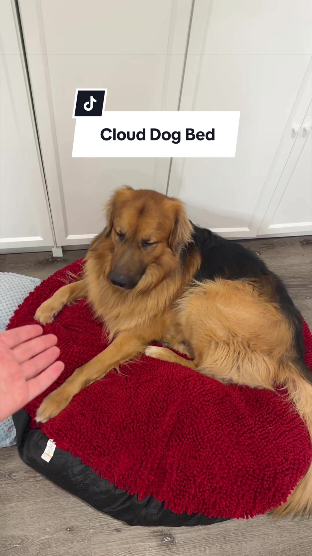 @lifewithgoldenshepherds