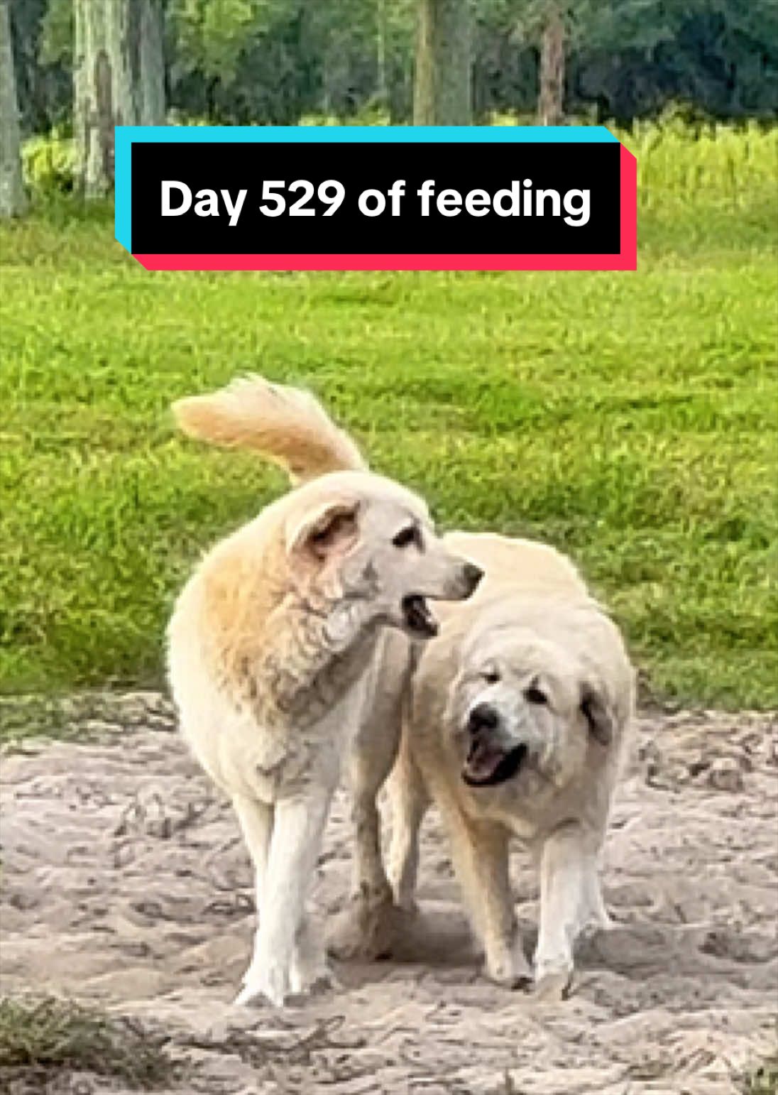 @jesswithallheranimals