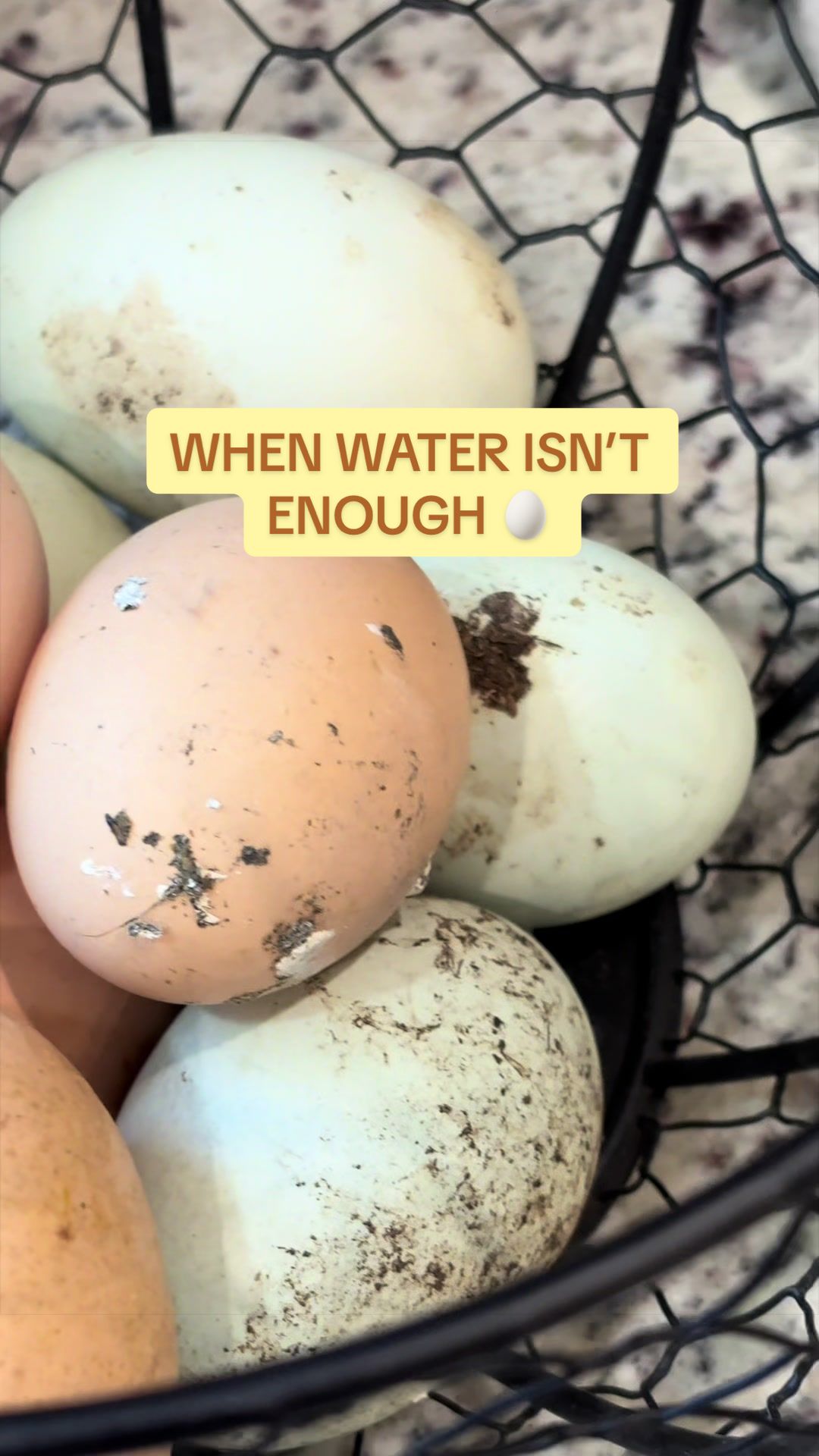 @Amy Jo | Eggnigma Holler 🐔