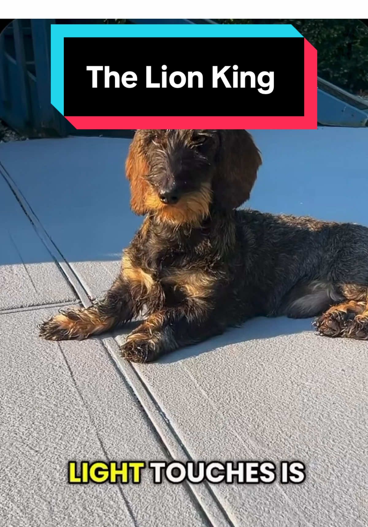 @dr.adam_christman_Veterinarian