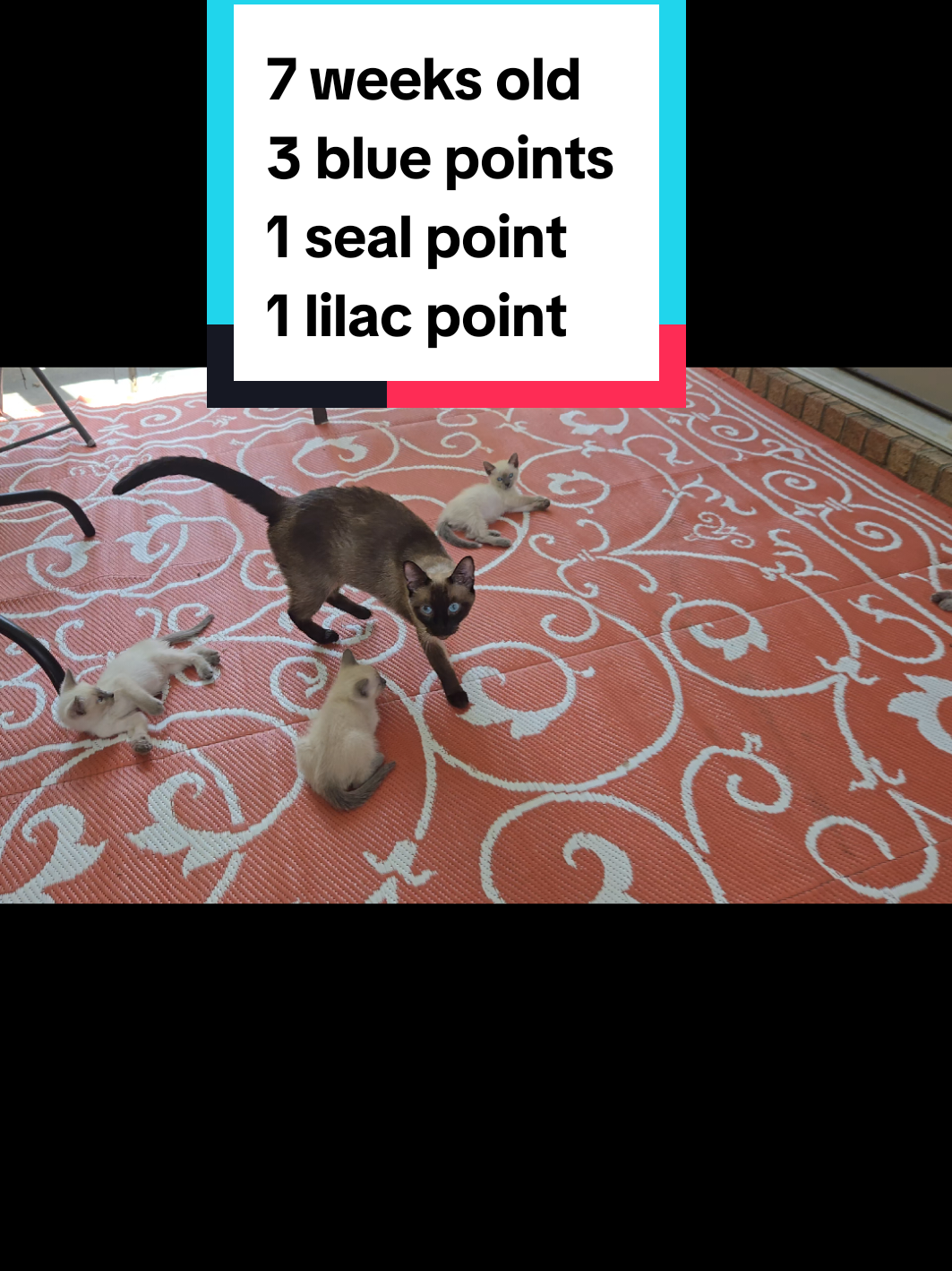 @Brittany's Beauties Kittens