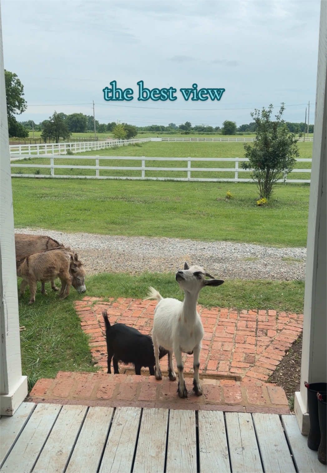 @meg&rsquo;s mini farm