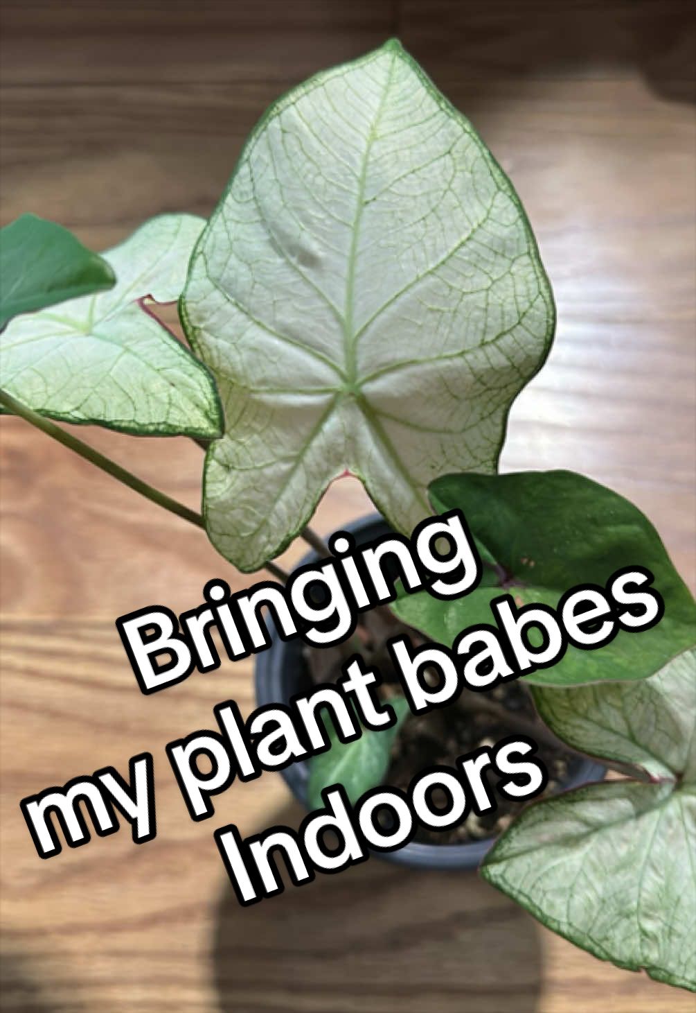@PrettyGreenPlantThings