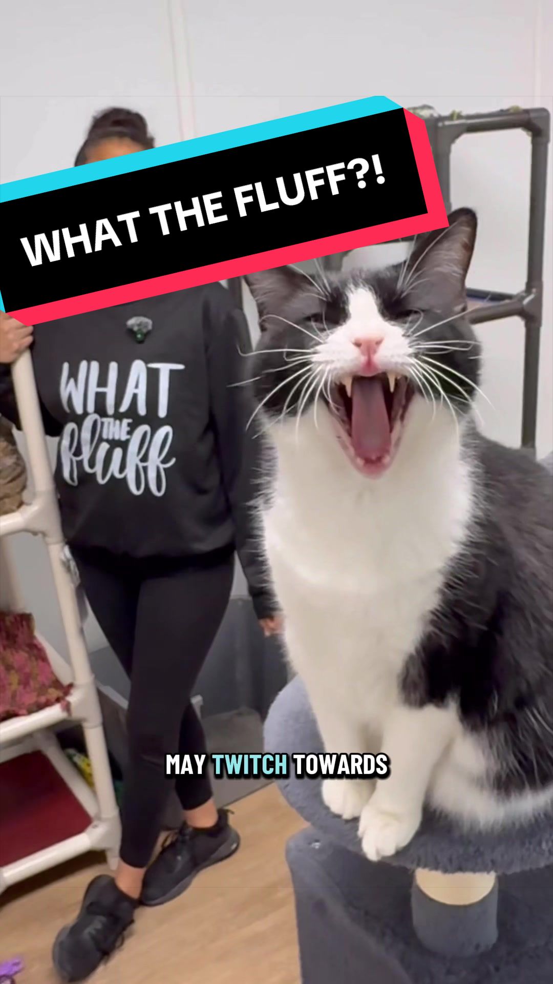 @The Cattery