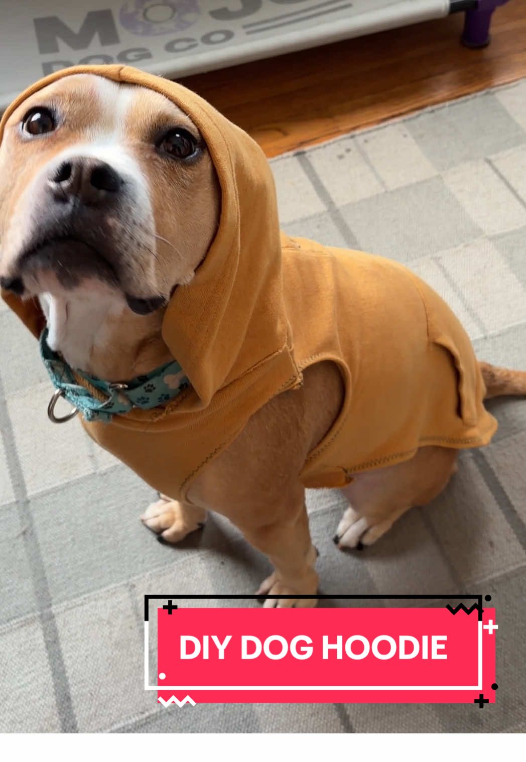 @dogstrainjen