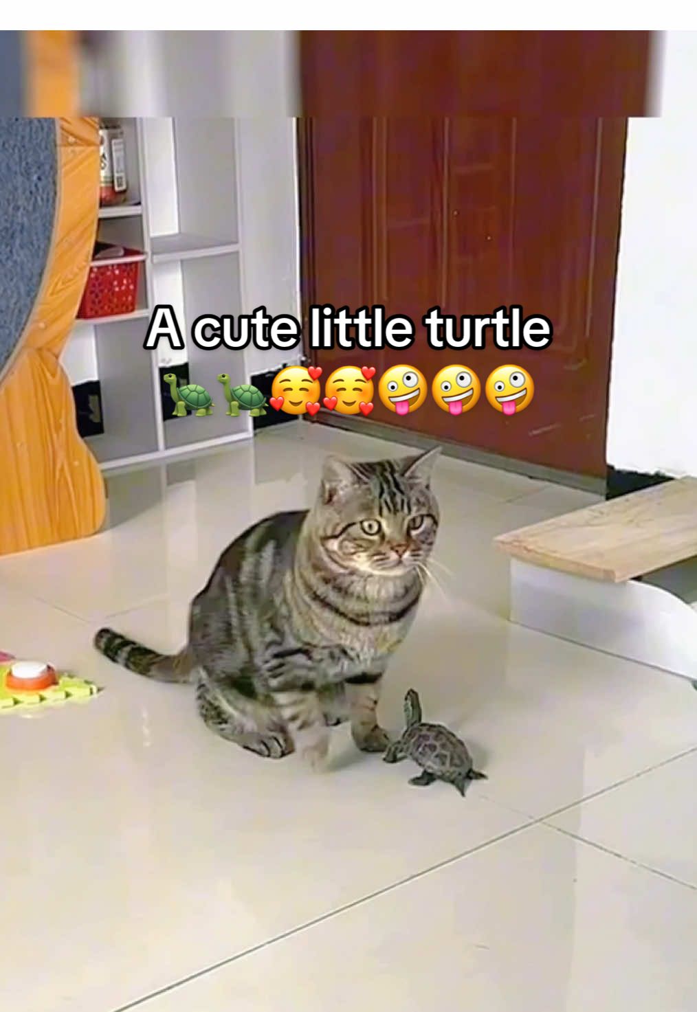 @Mr. Turtle
