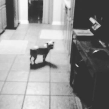 @Bree | Dog Trainer