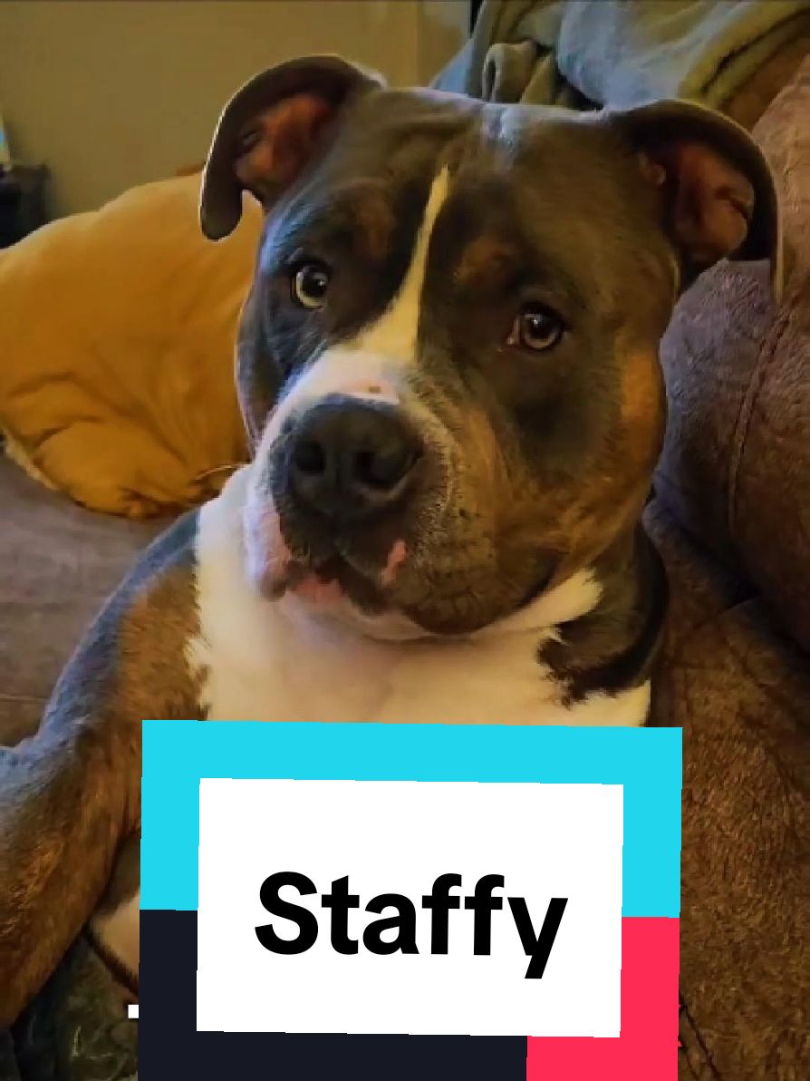 @petworld360