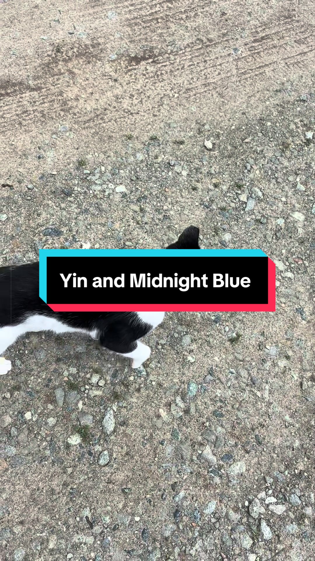 @catlover313official