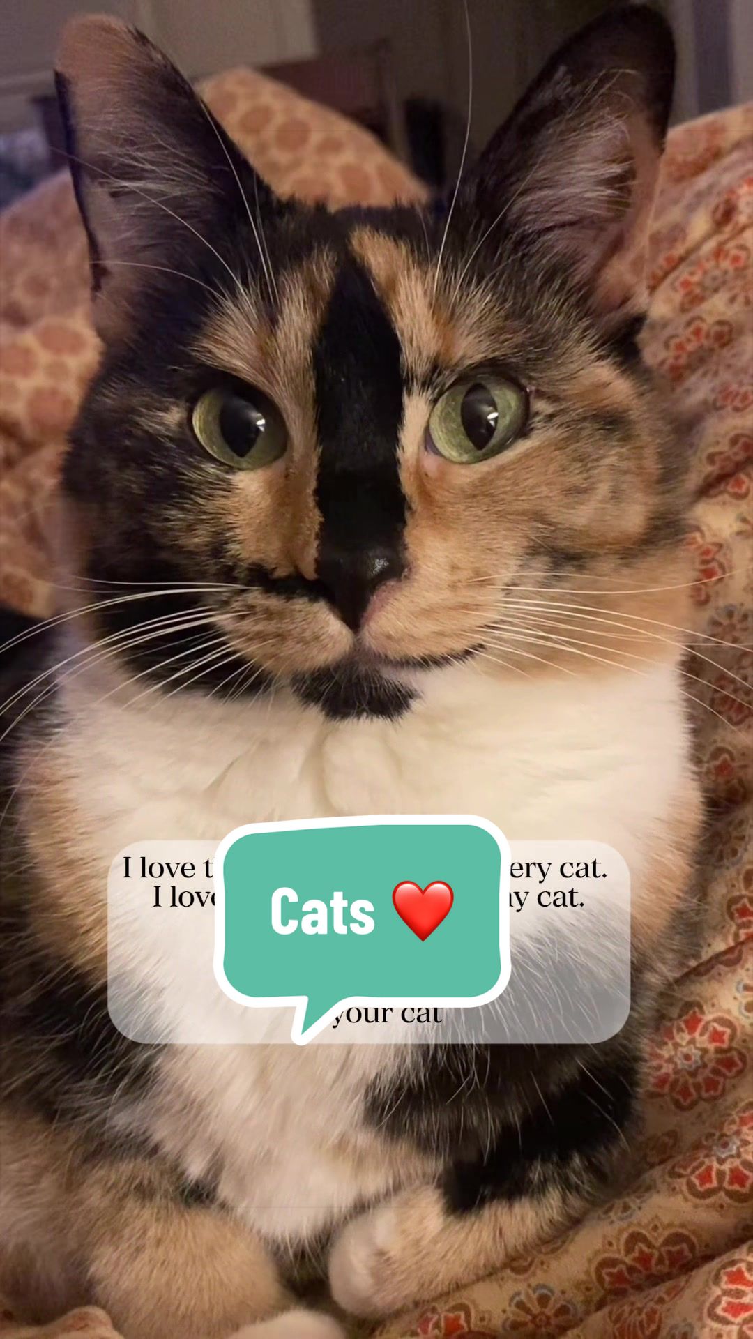 @SnickersTheSmilingCat