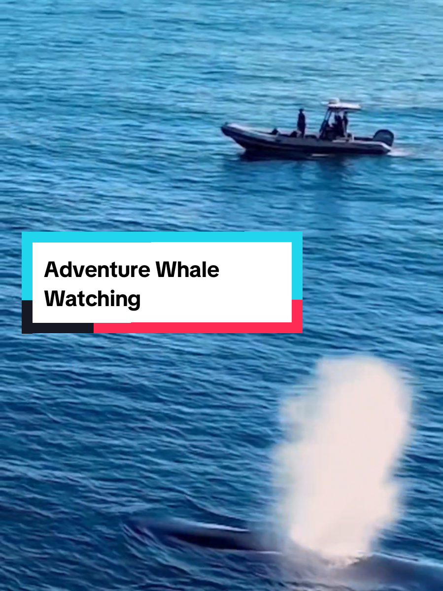 @Adventure Whale Watching