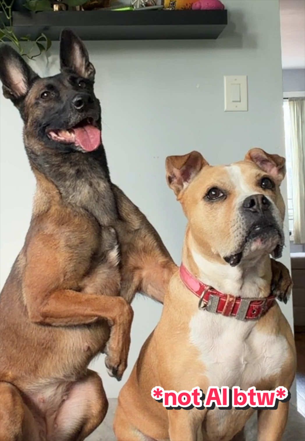 @dogstrainjen