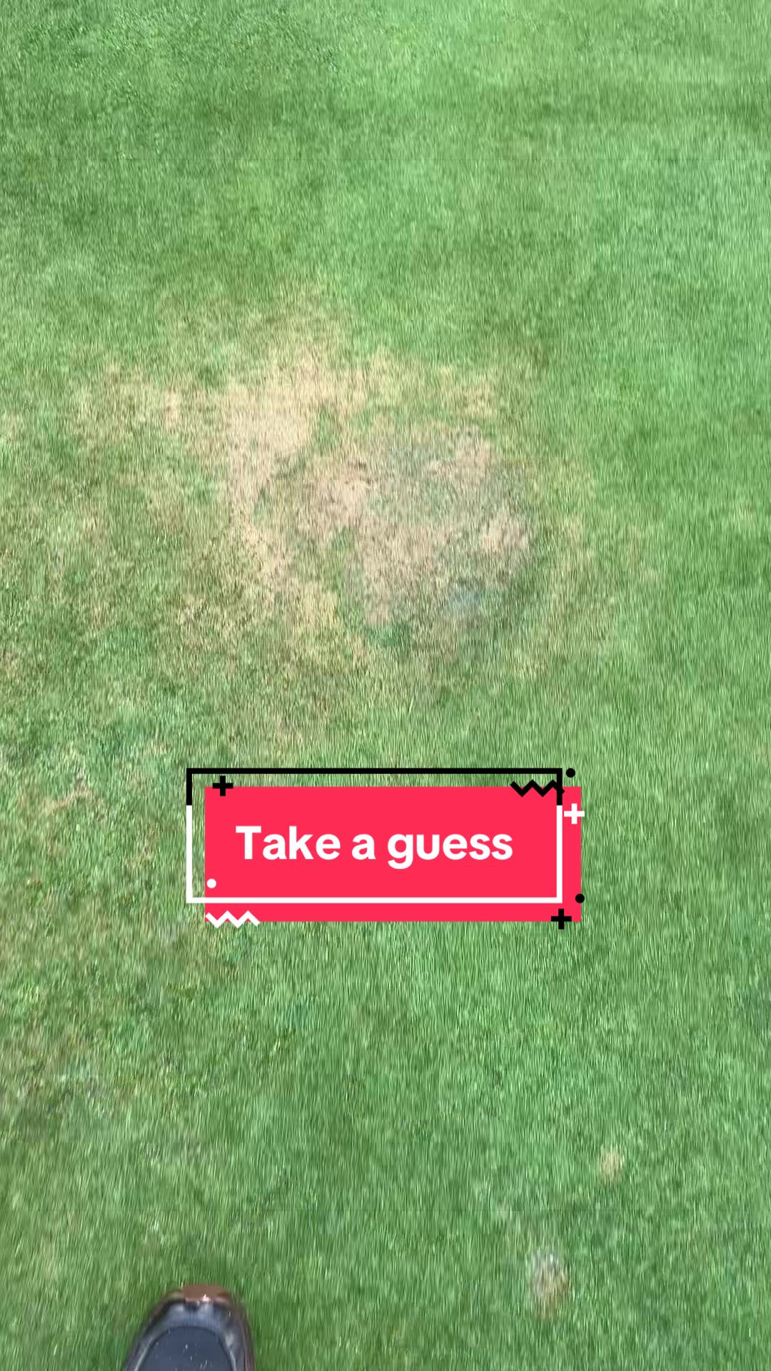 @Lawngest Yard