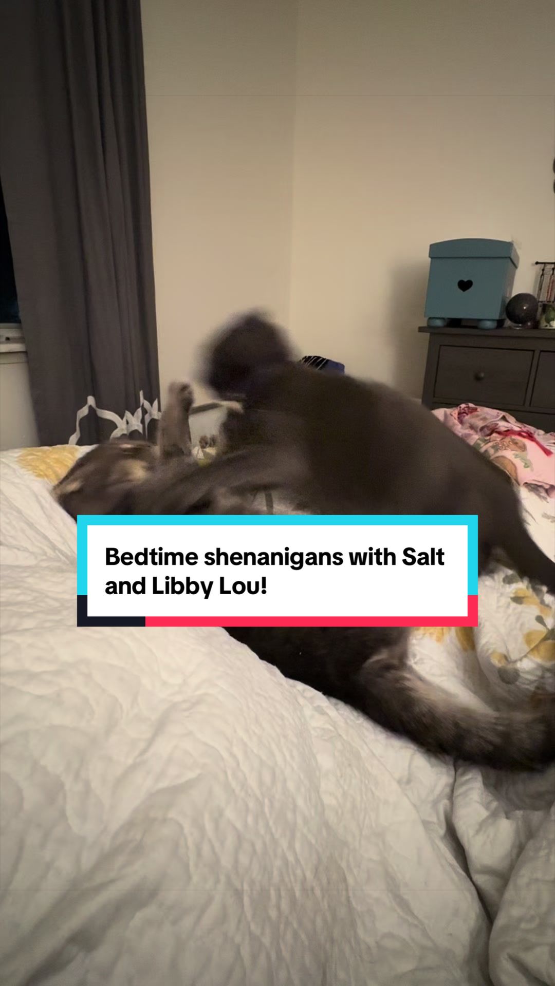 @my2blindcats