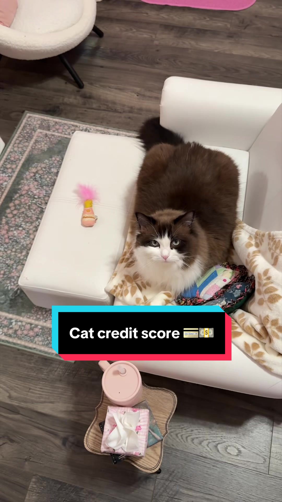 @Meredith Ragdoll Cat