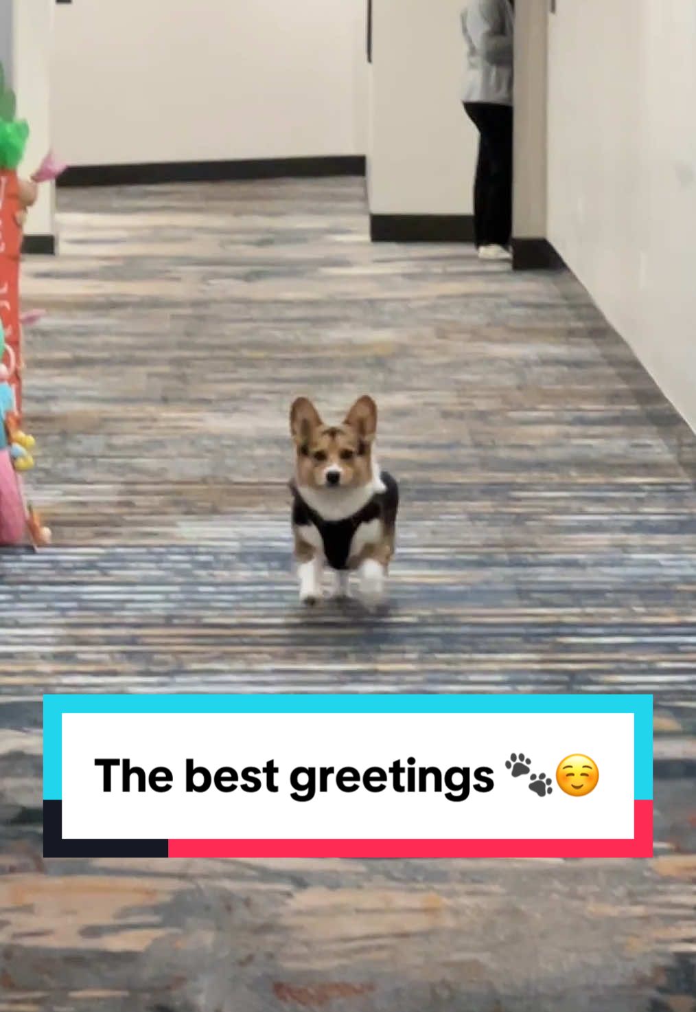 @hasbithecorgi