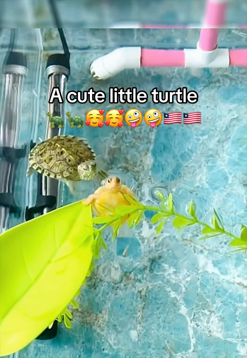 @Mr. Turtle