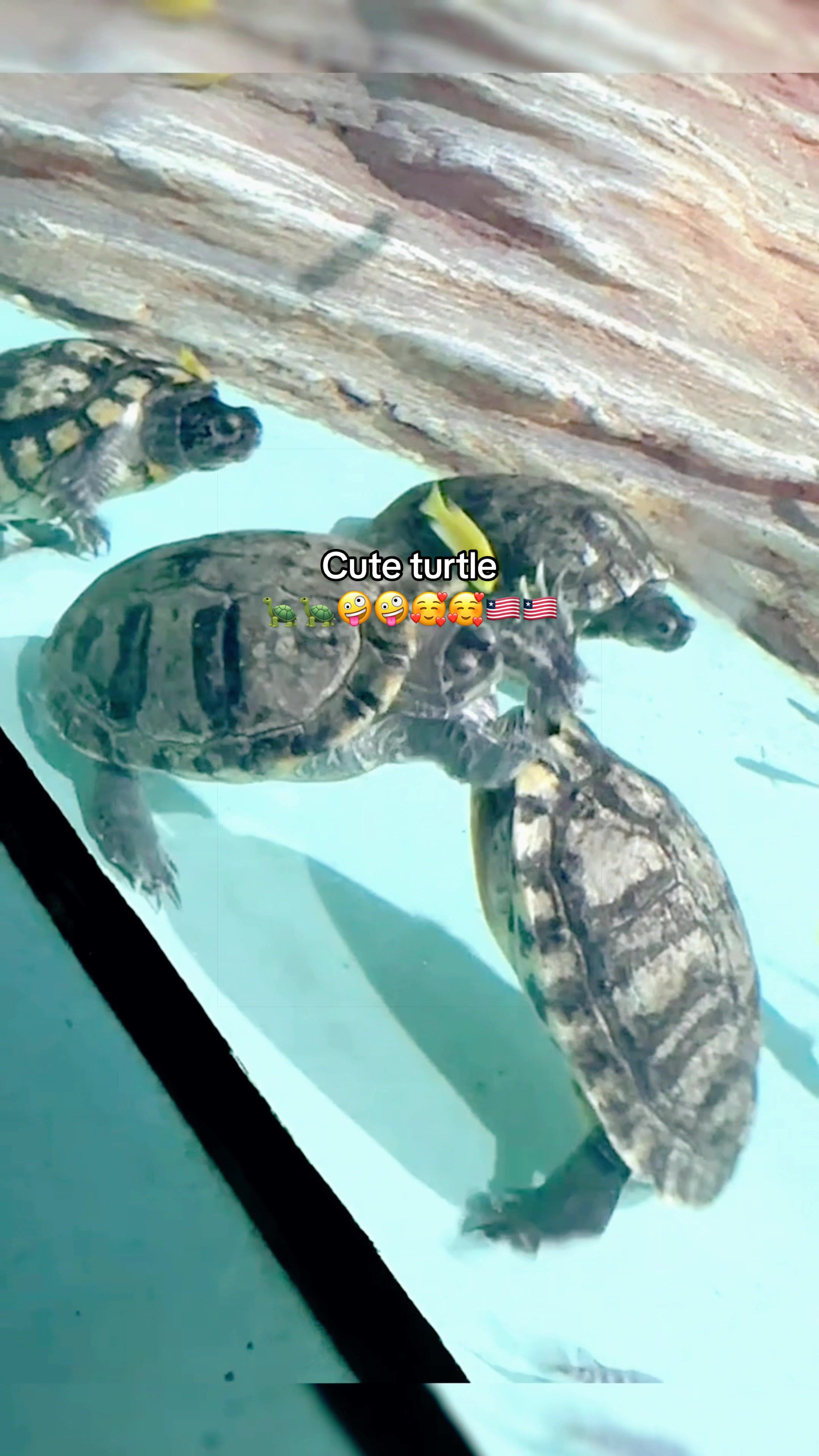 @Mr. Turtle