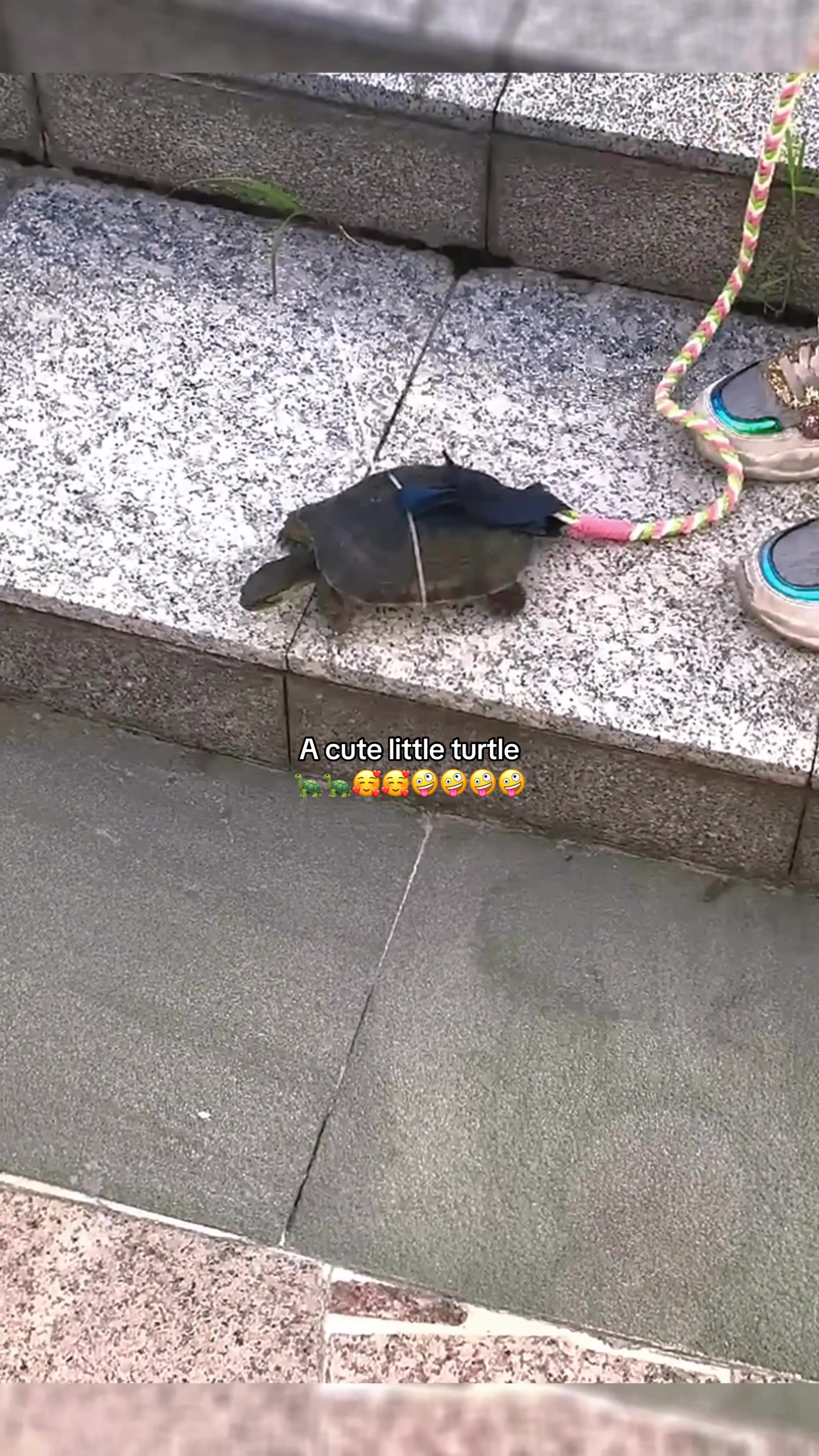 @Mr. Turtle