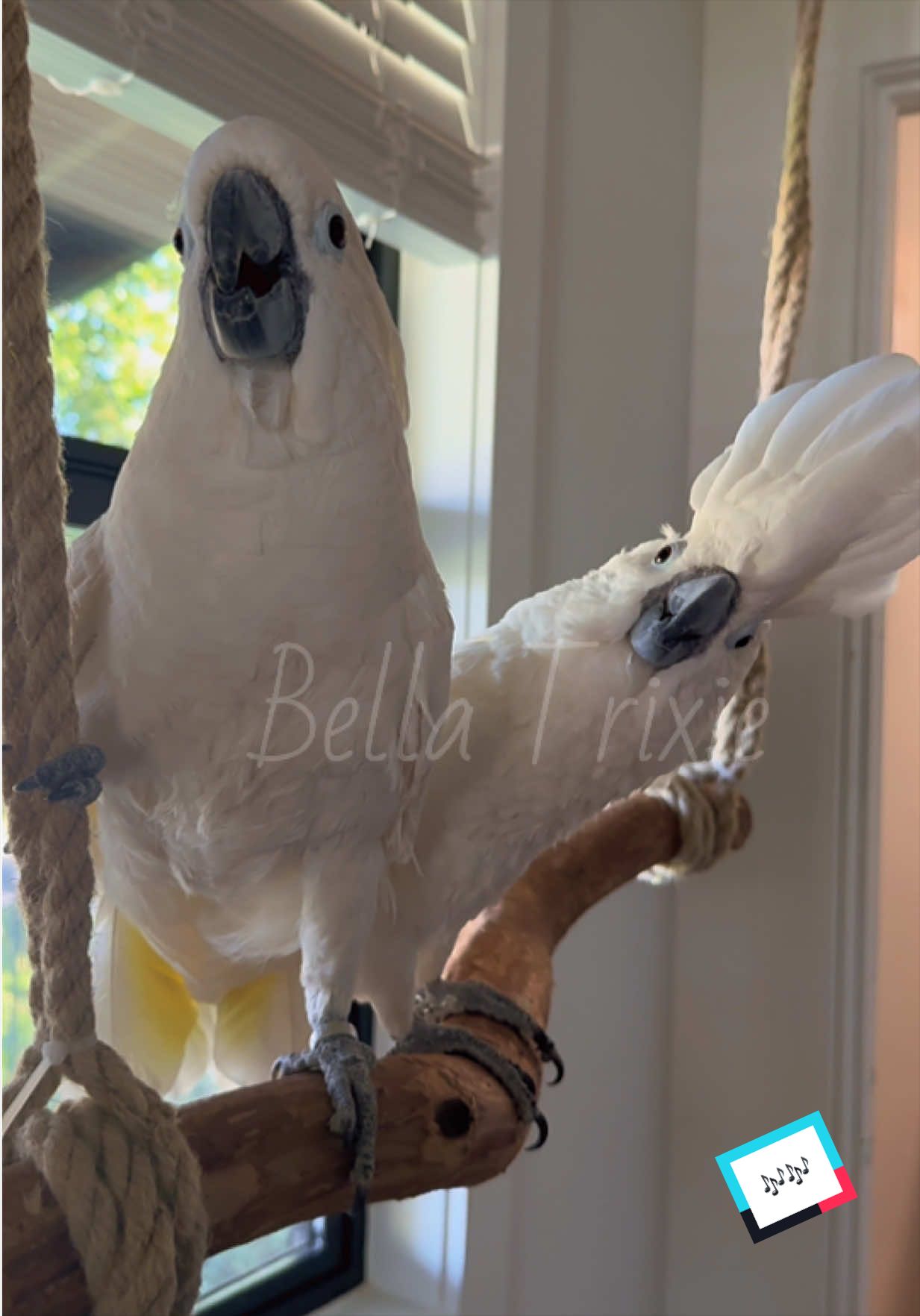 @bella_trixie_unleashed