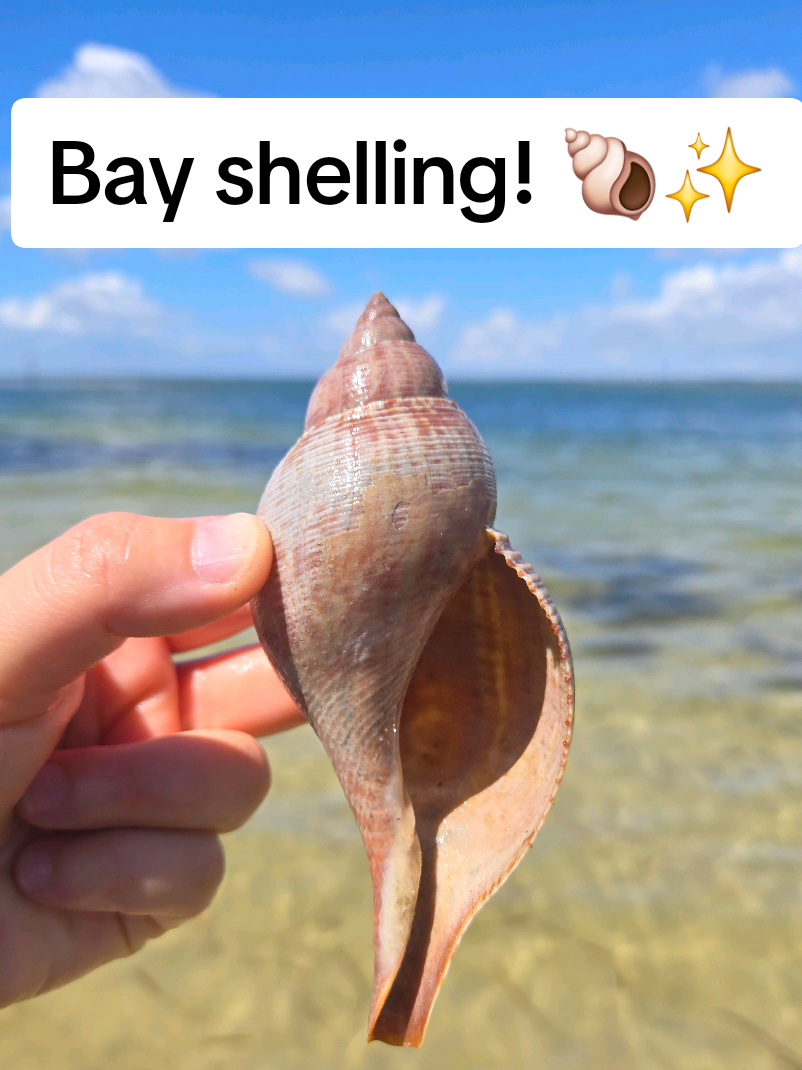 @The Seashell Mermaid 🐚