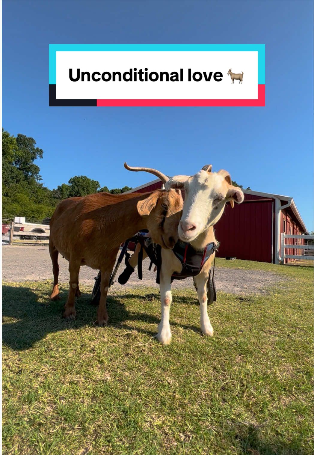 @The Gentle Barn | Sanctuary