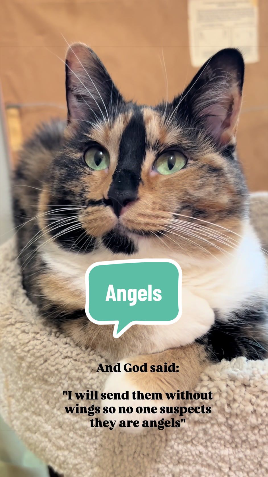 @SnickersTheSmilingCat