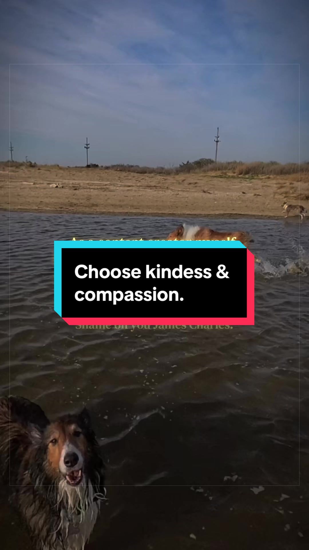 @Dakota & Pups