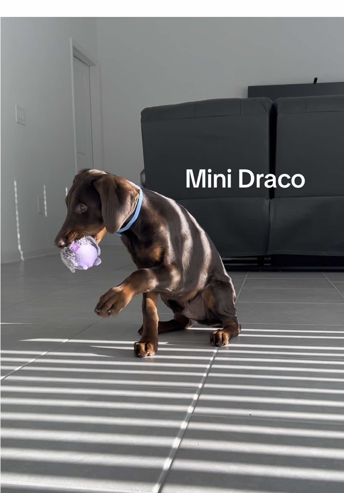 @Draco Banano