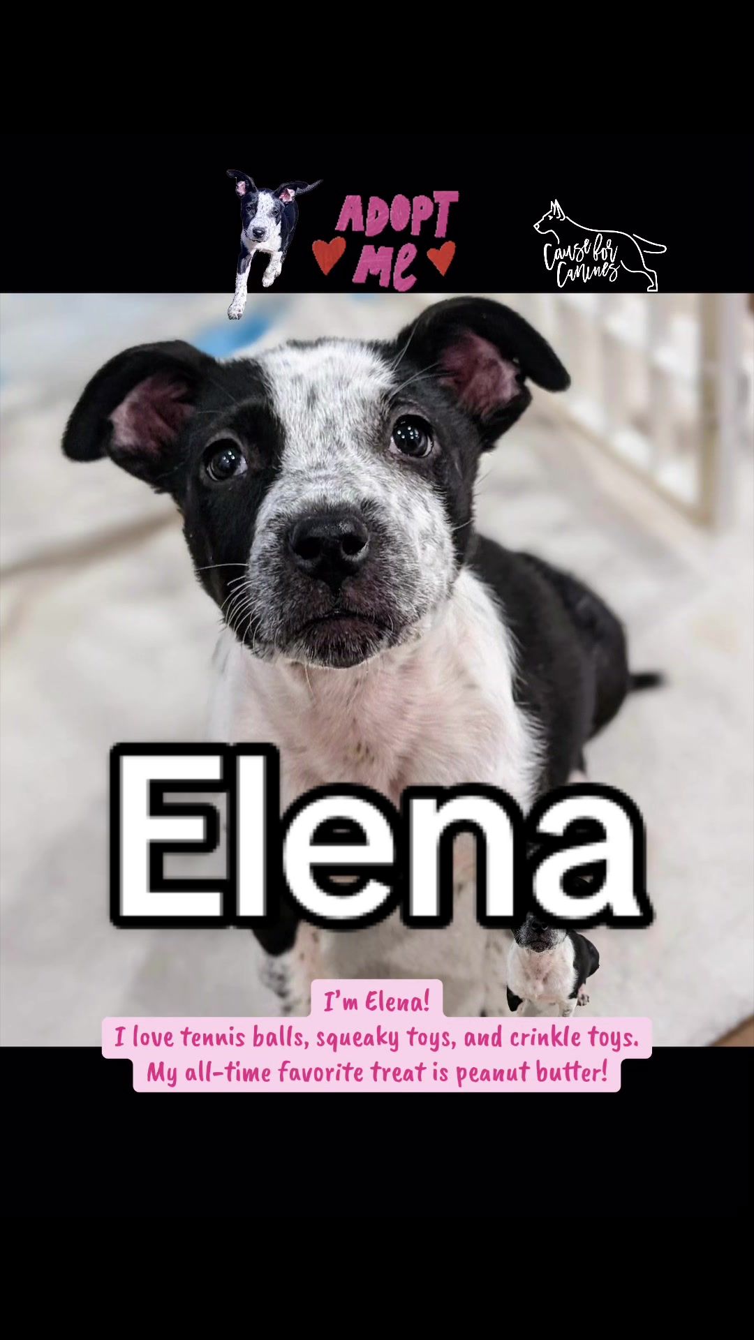 @causeforcaninesrescue