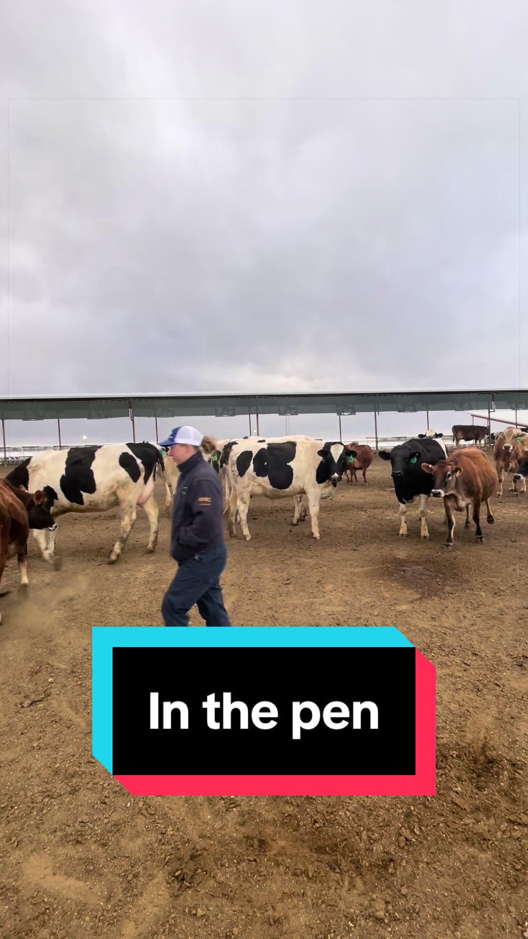 @Dairy Vet Dr. Michelle
