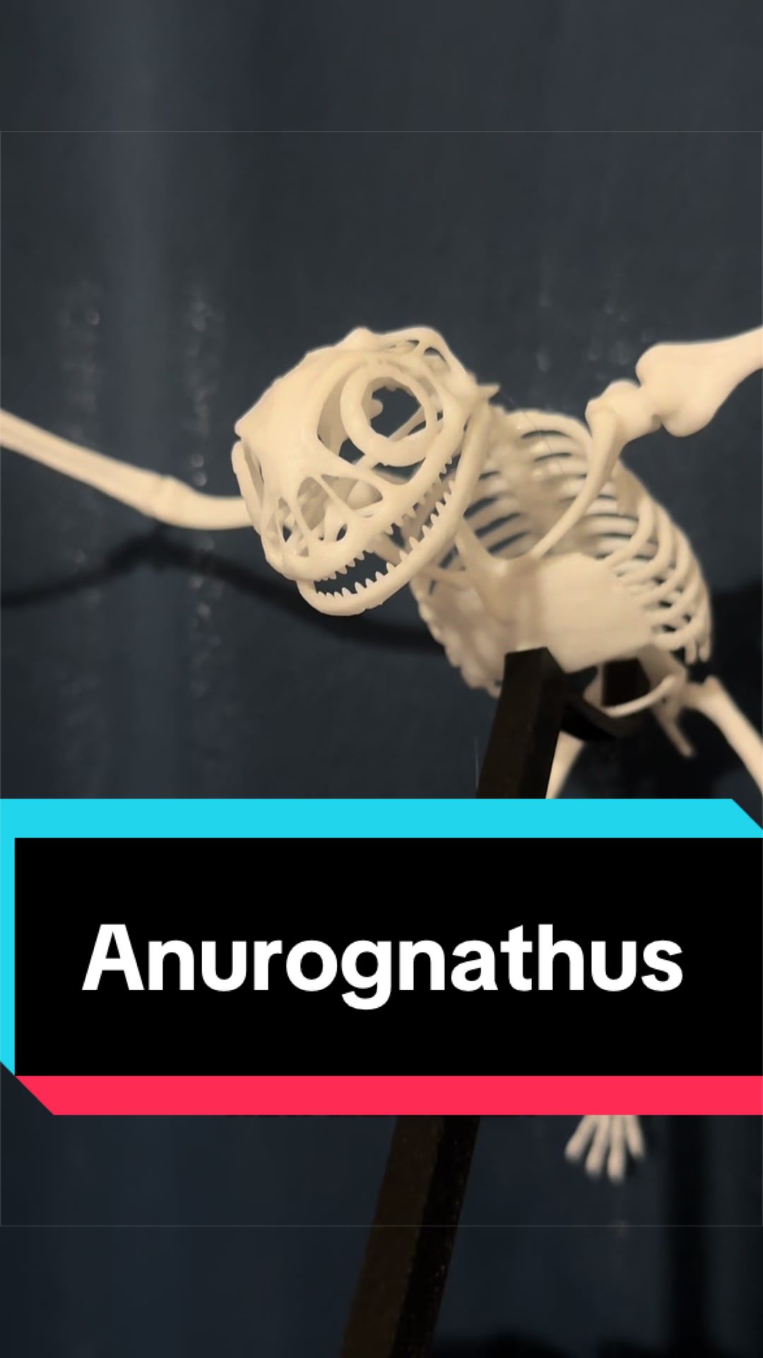 @Dino Guy