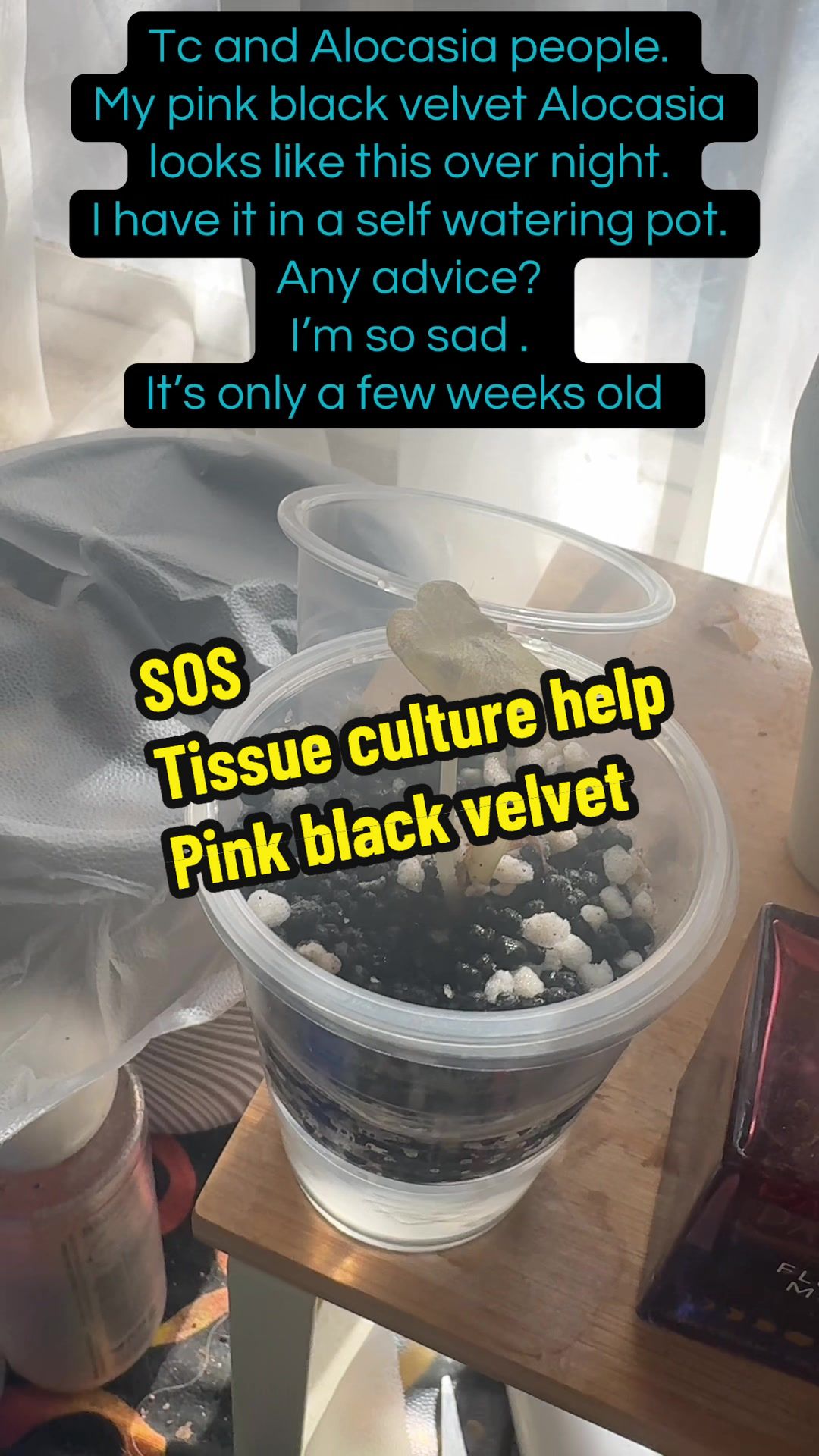 @plantifullife