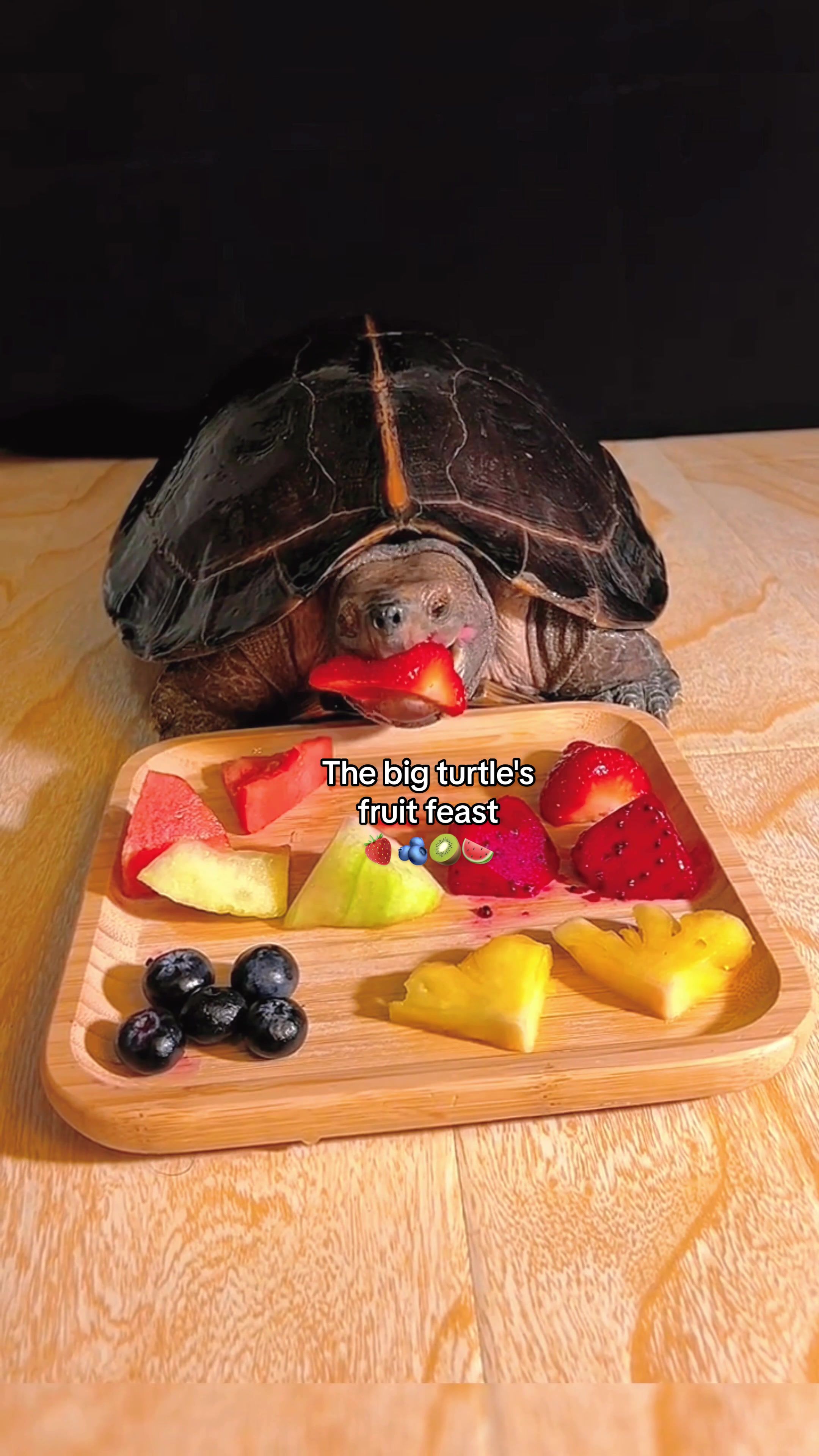 @Mr. Turtle