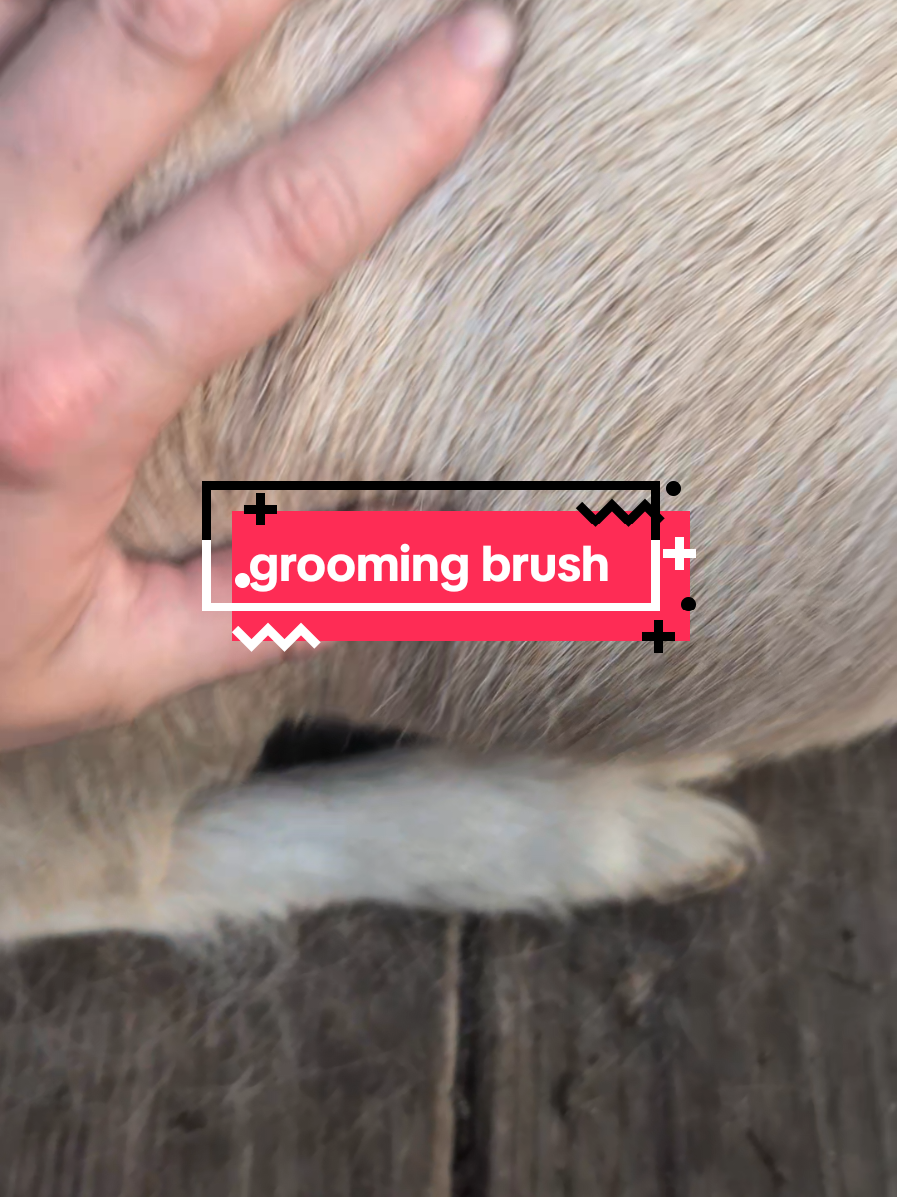 @Chickens & Bullies