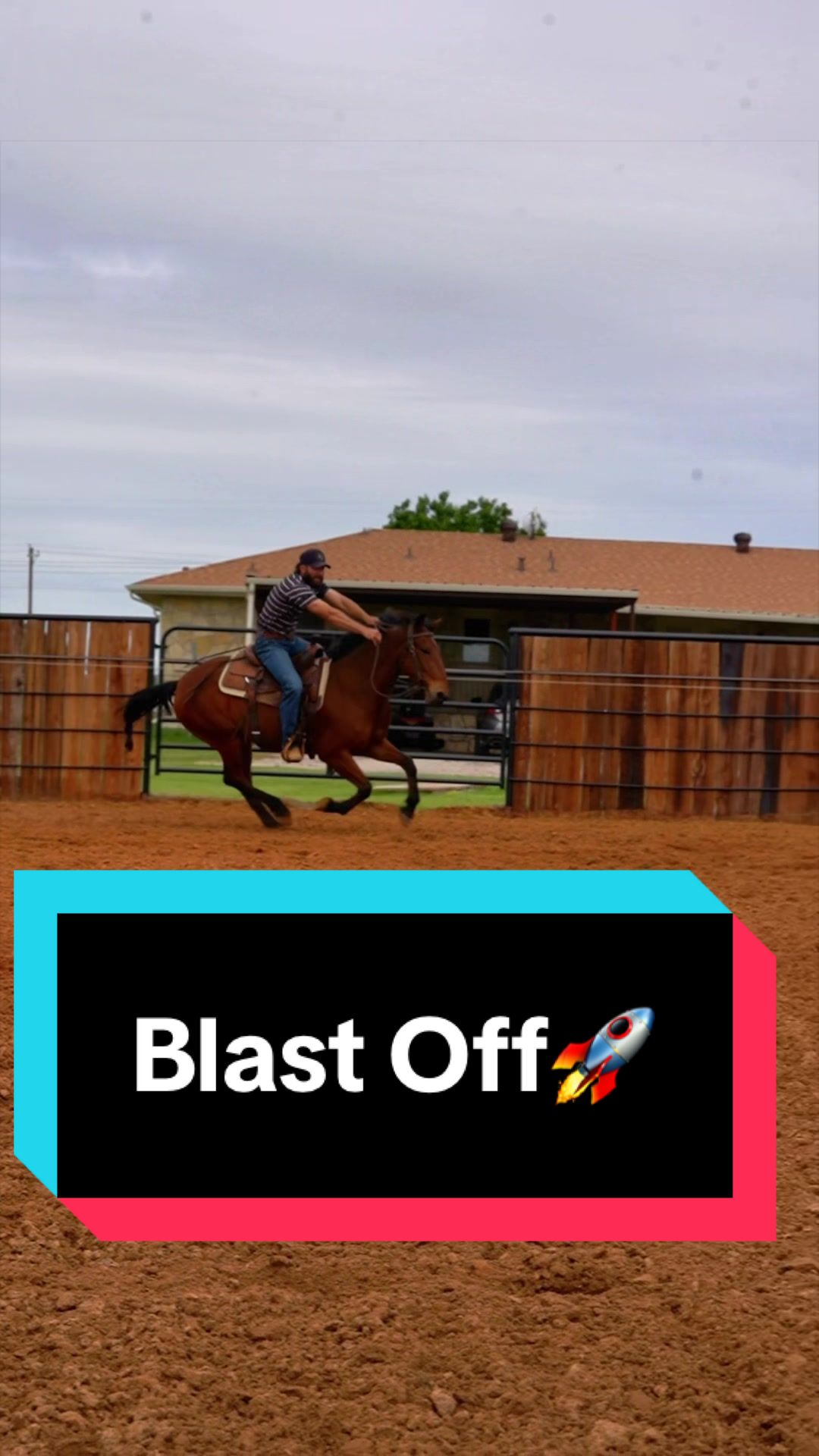 @WS Horses