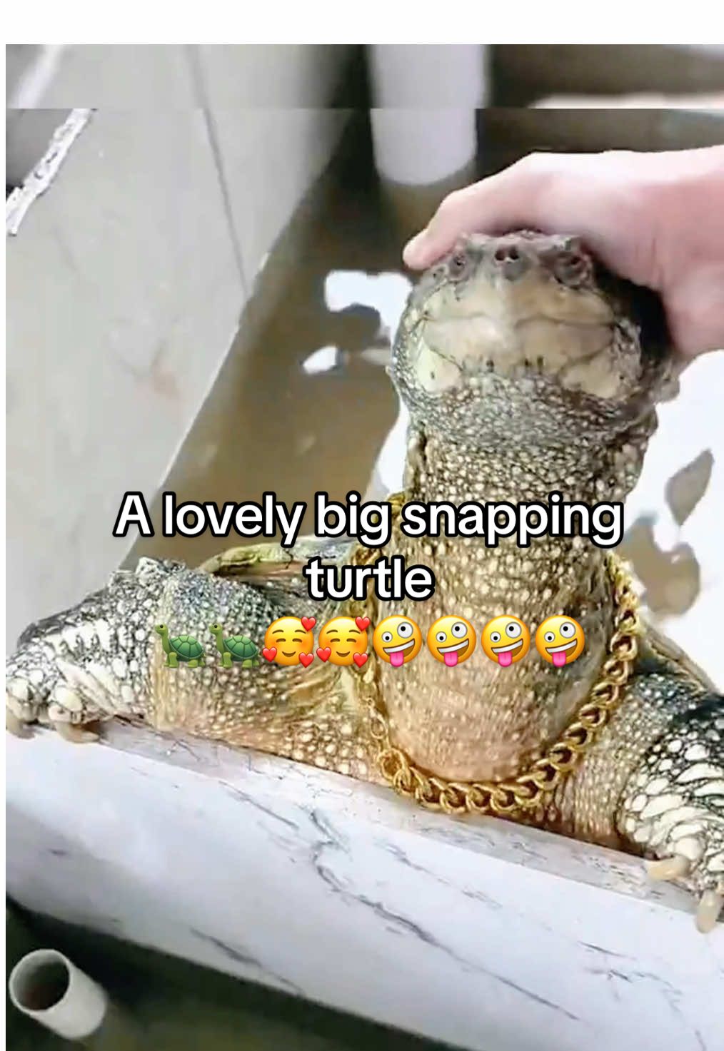 @Mr. Turtle
