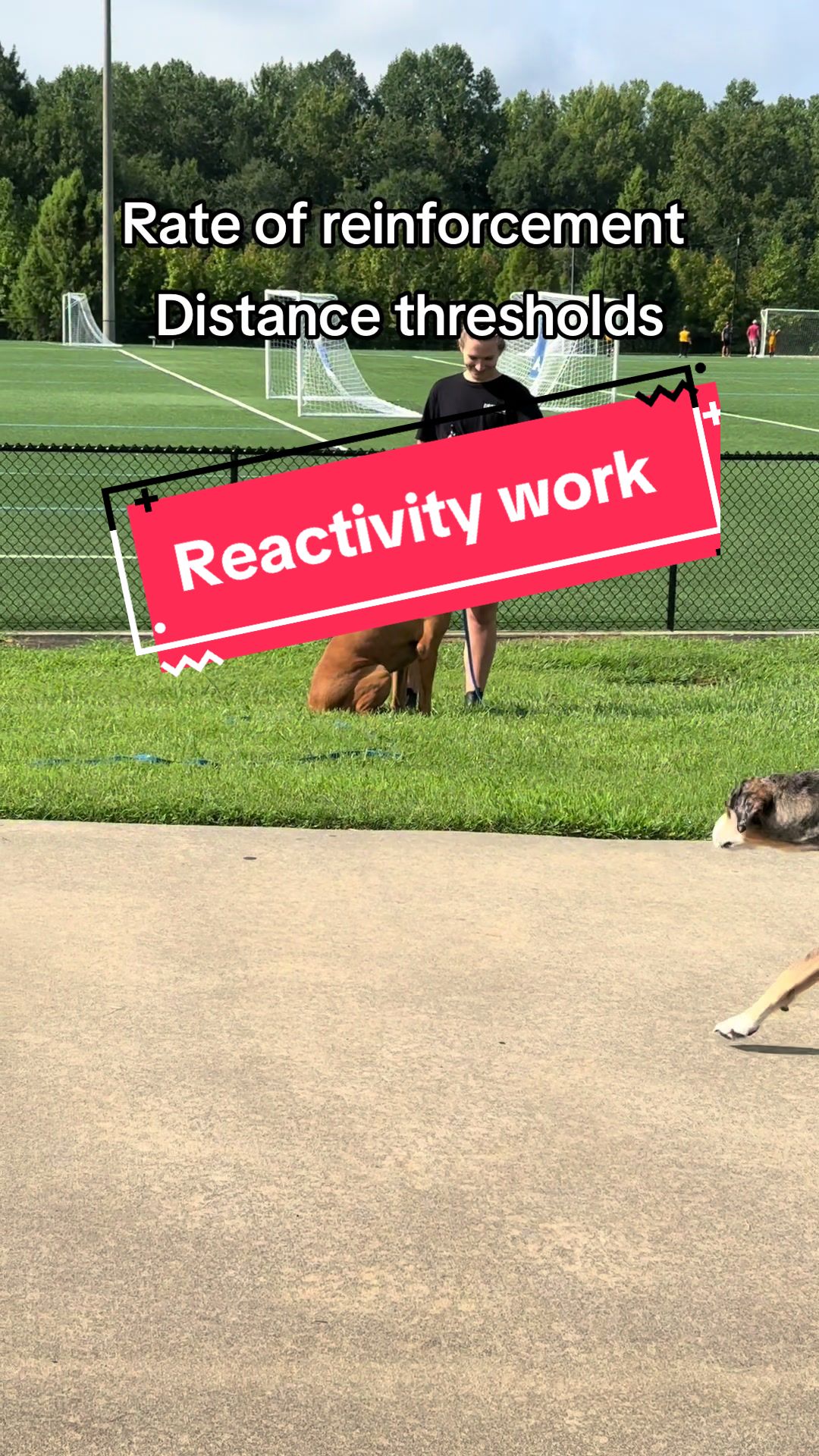 @DivineCanineDogTraining
