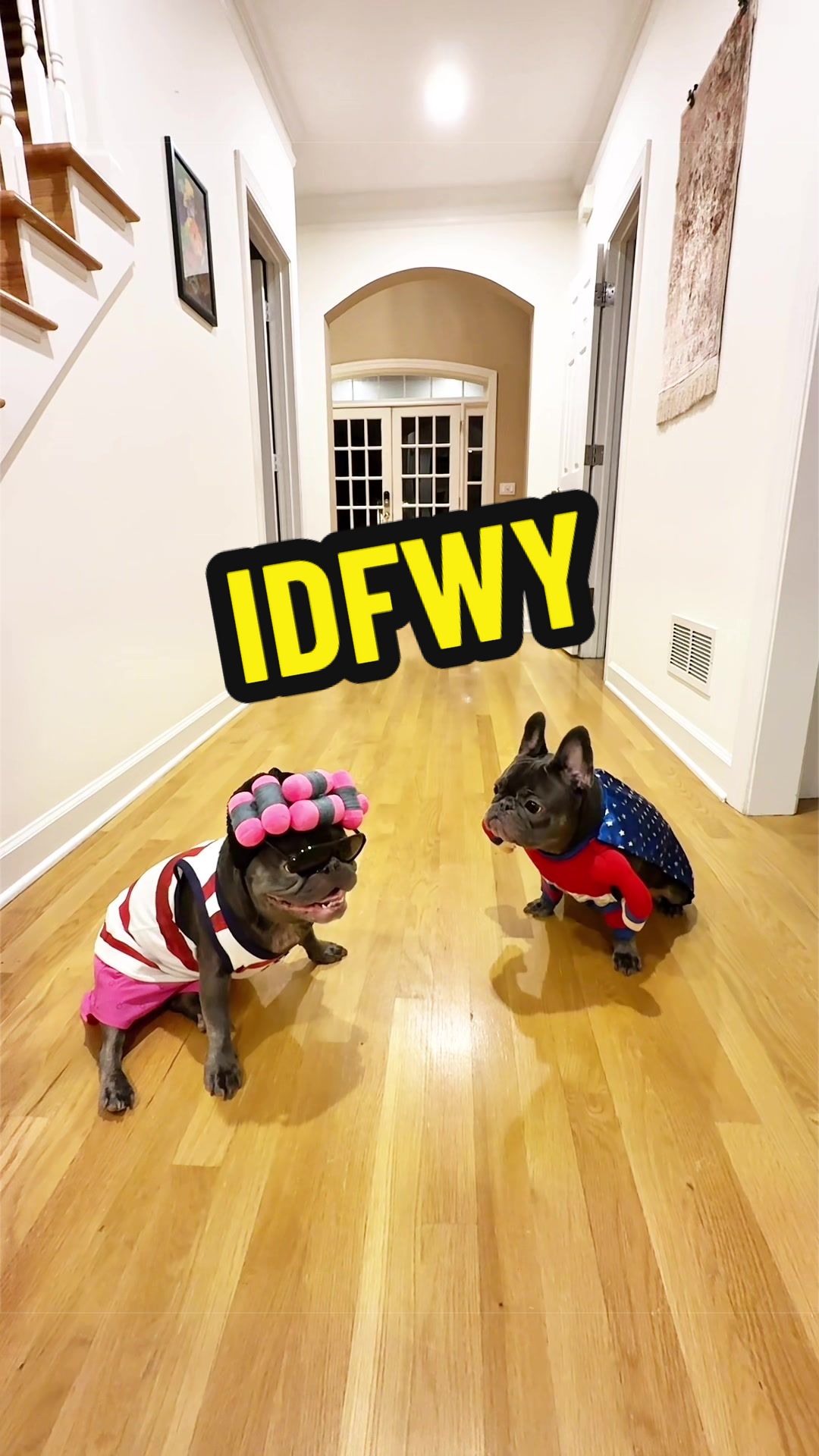 @Lazy Frenchie Daisy 💜
