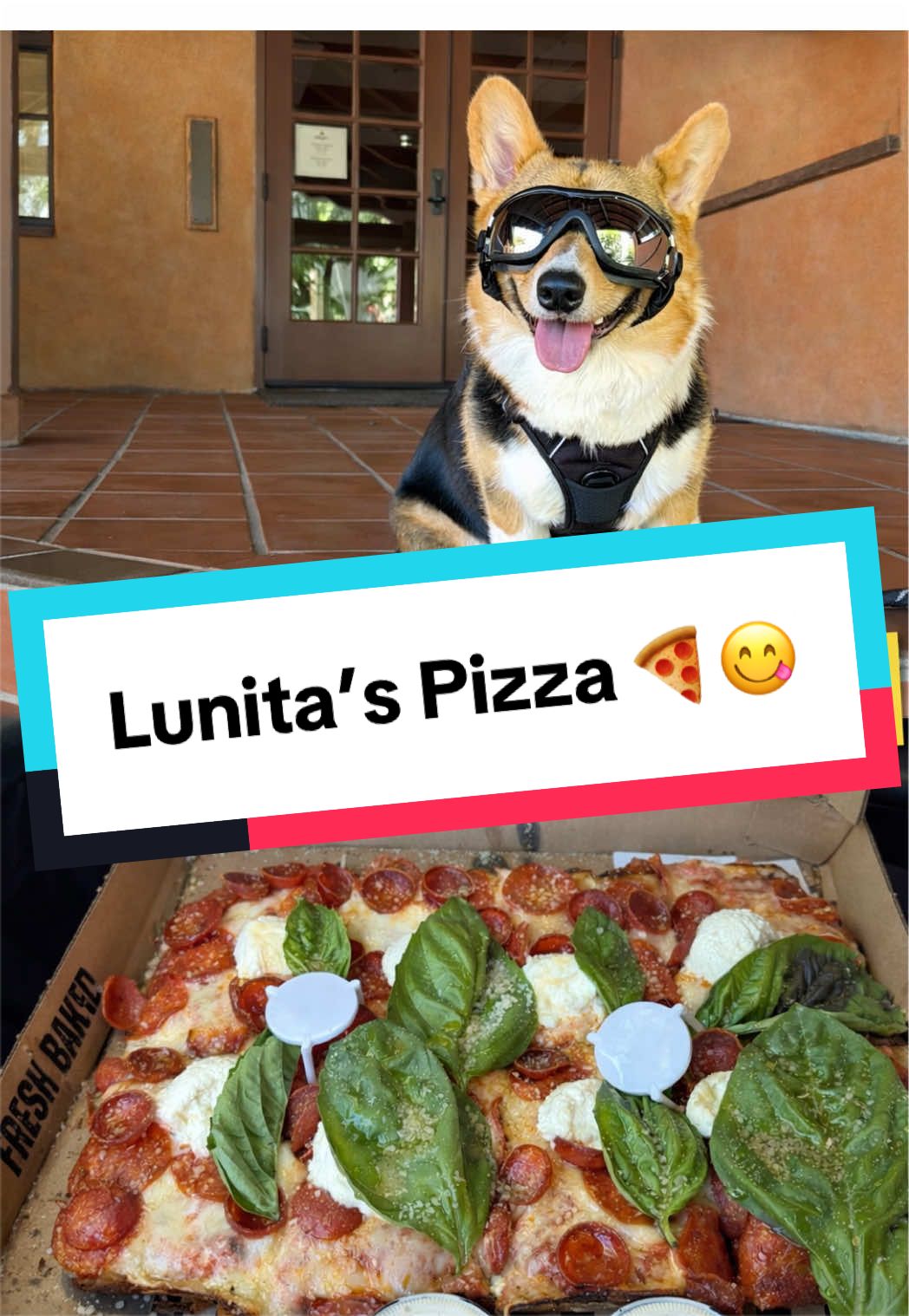 @hasbithecorgi