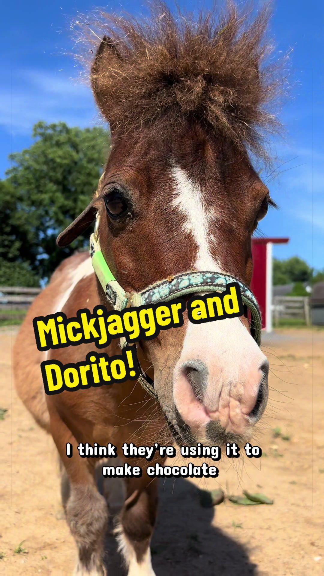 @Days End Farm Horse Rescue