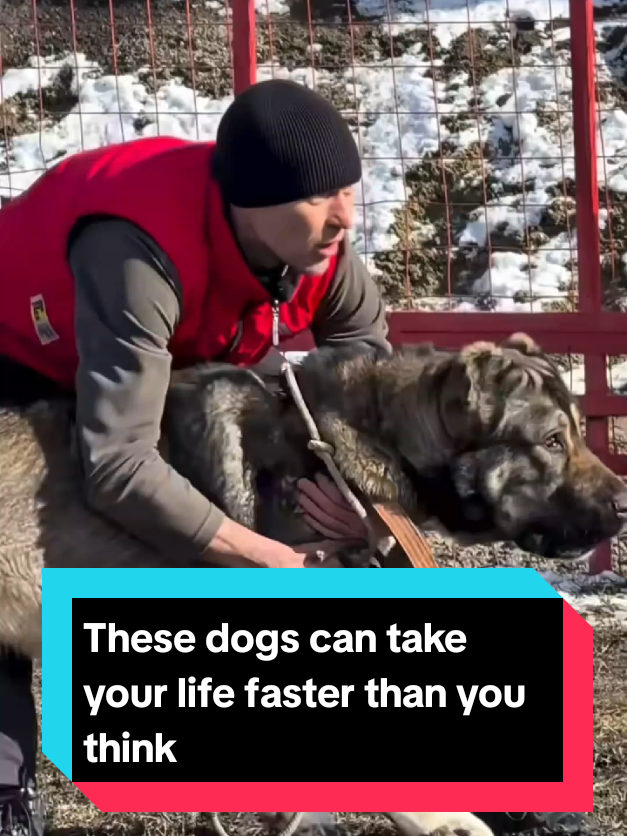 @The pet post