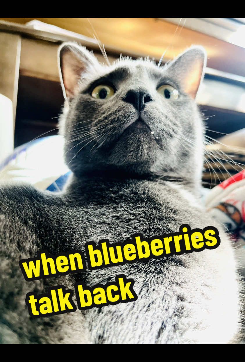 @NermalTCat
