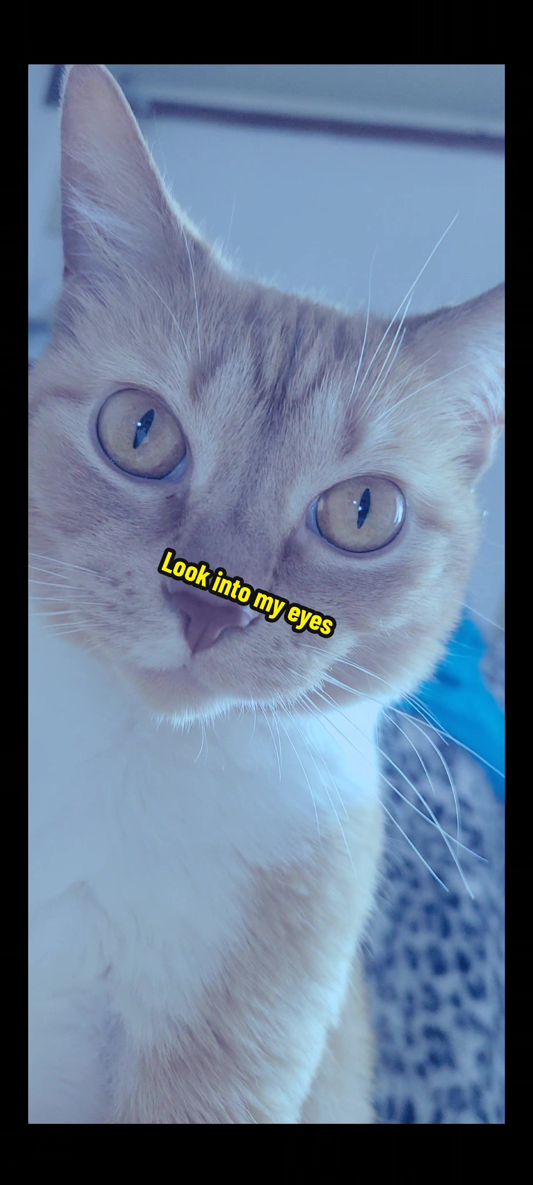 @🐈🐈&zwj;⬛️M&iexcl;ssK&iexcl;tty🐈&zwj;⬛️🐈