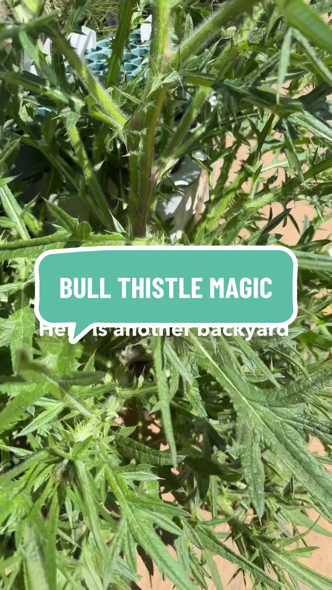 @EarthFairyHolistics