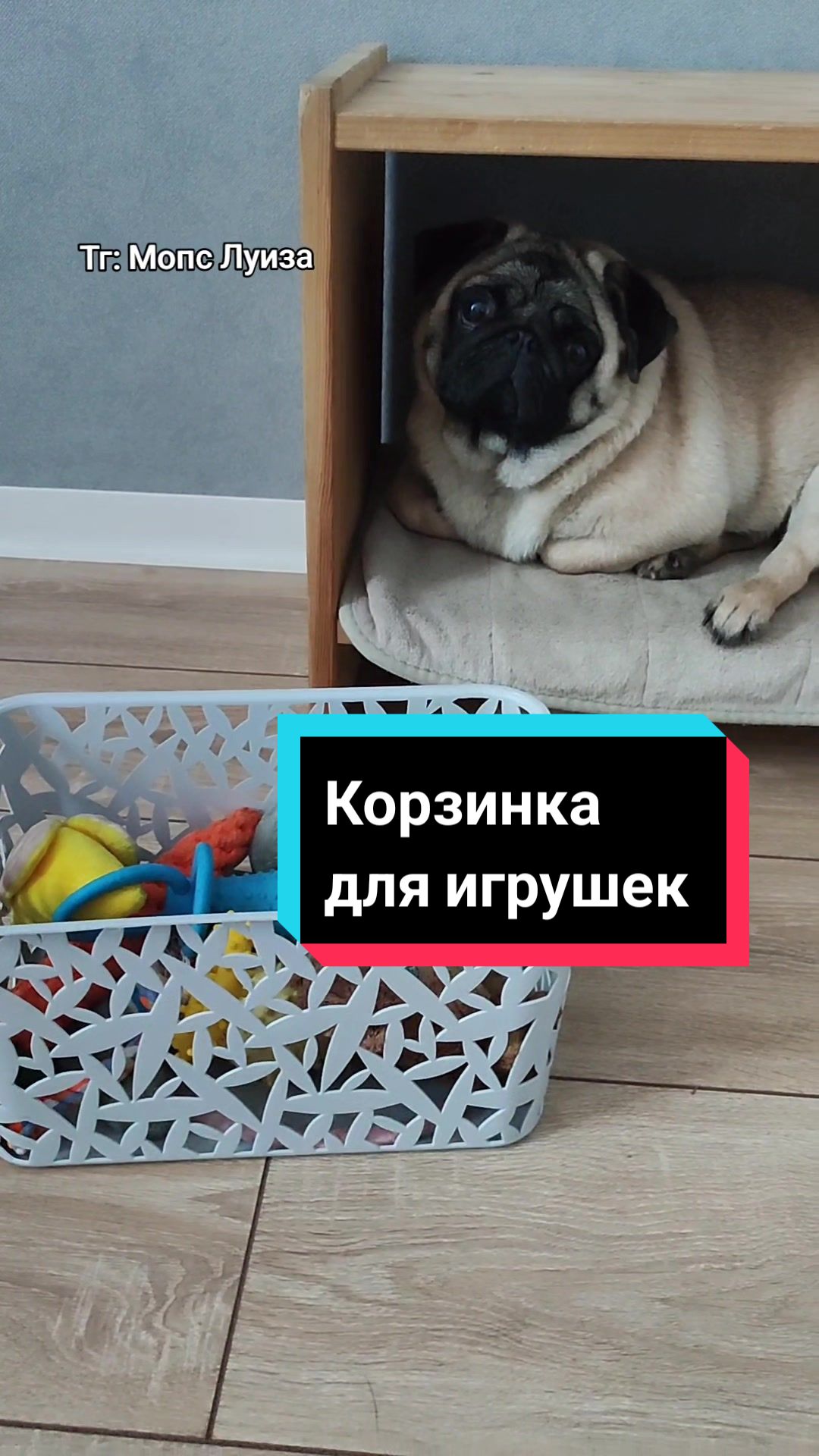@Мопс Луиза