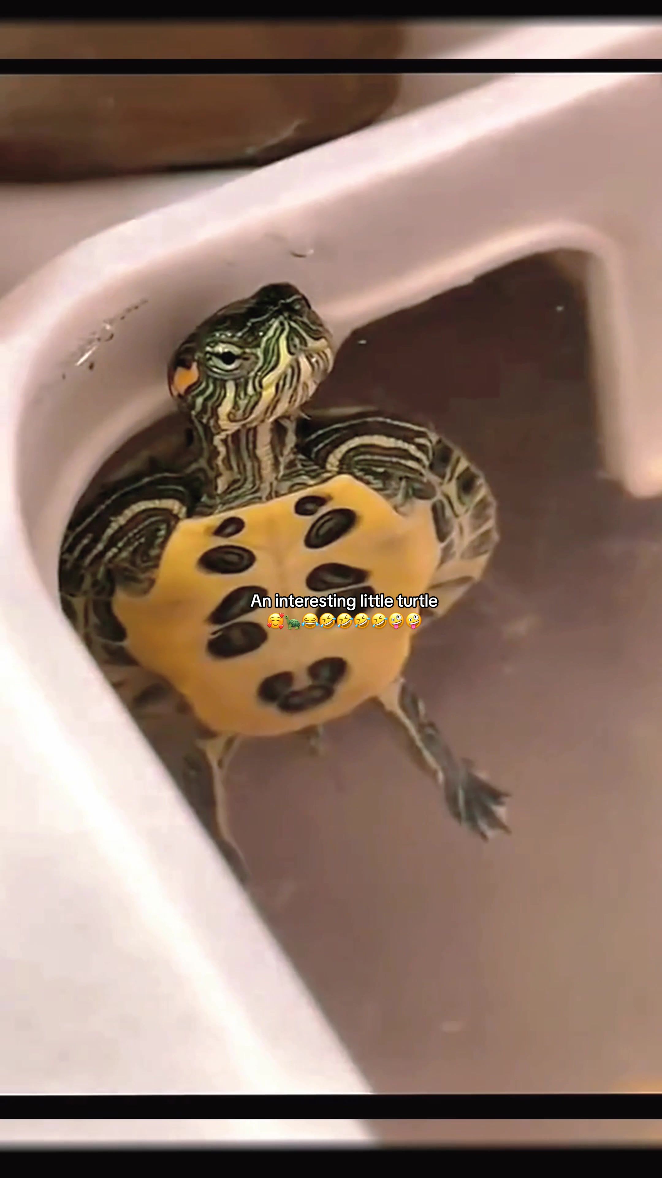 @Mr. Turtle