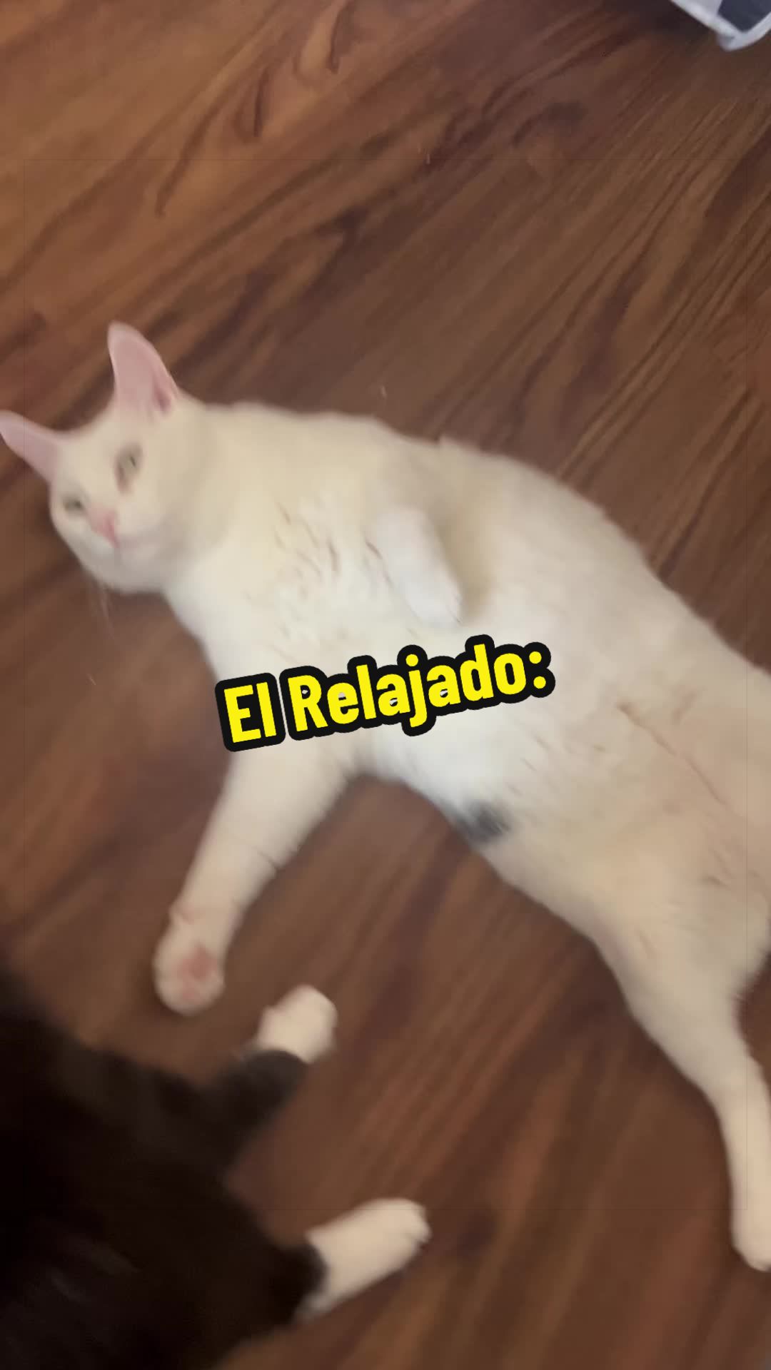 @🦖 MEOWassic CAT😺