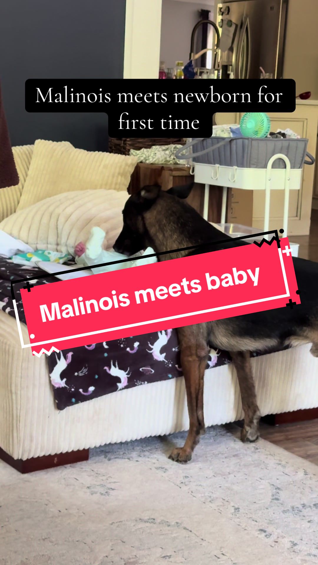 @DivineCanineDogTraining