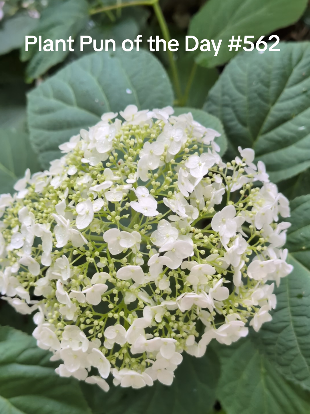@The Plantiful Gardener